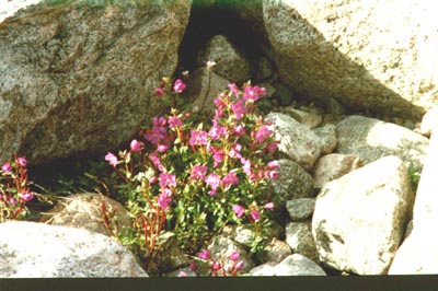 24p.jpg (39988 bytes)